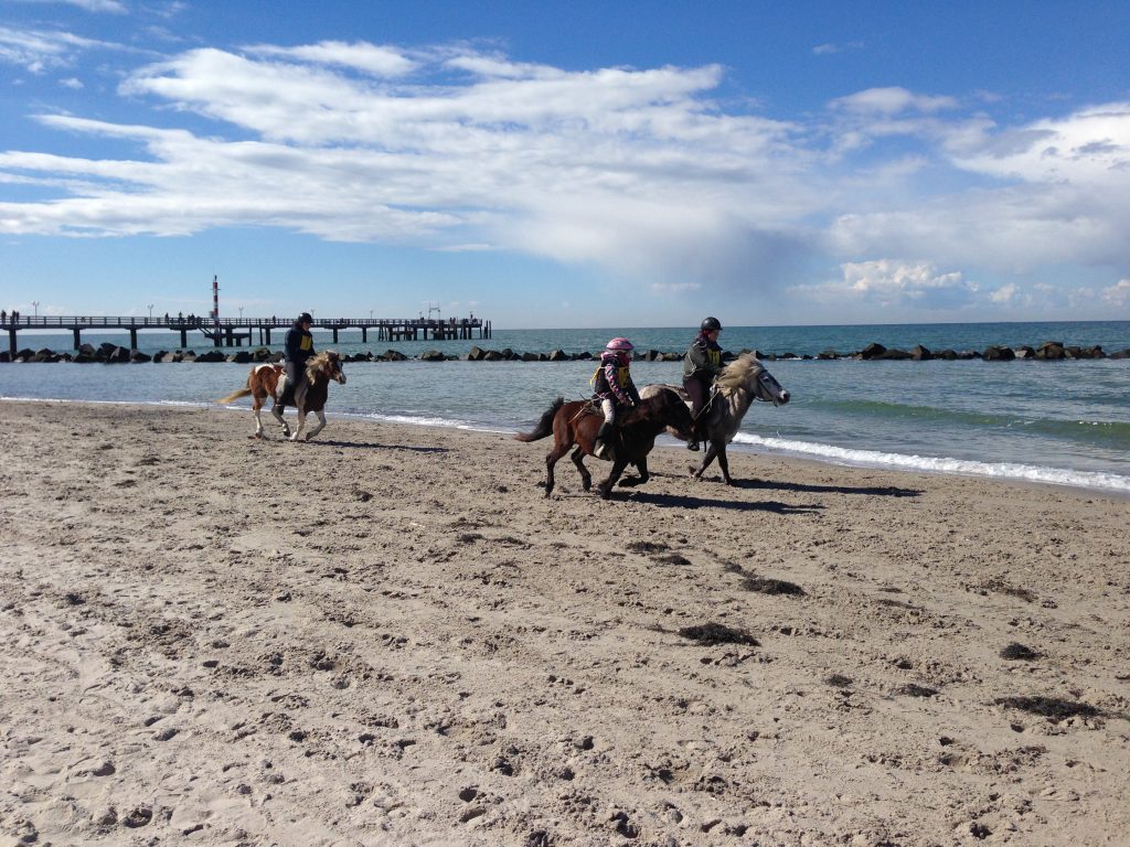 Wustrow Strand mit Seebrücke und Pferden am Strand